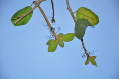 Sterculia pexa