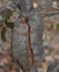 Plagiotrochus gallaeramulorum