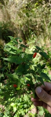 Capsicum chacoense