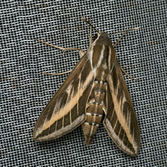 Hyles livornica