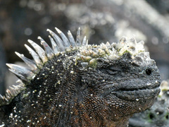 Amblyrhynchus cristatus