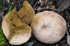 Lycoperdon molle