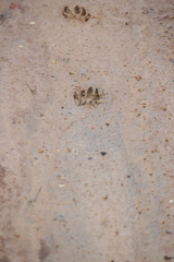 Procyon cancrivorus