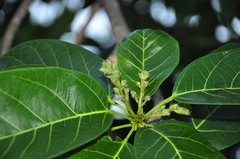 Sterculia pexa