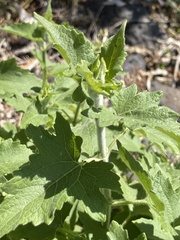 Simsia amplexicaulis