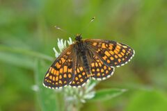 Melitaea aurelia
