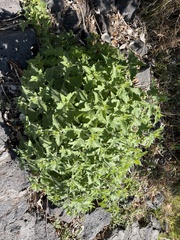 Simsia amplexicaulis