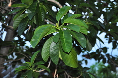 Sterculia pexa