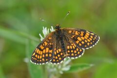 Melitaea aurelia