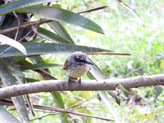 Myiodynastes hemichrysus