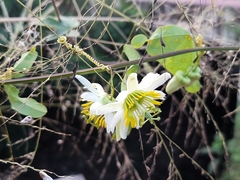 Passiflora biflora