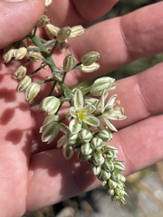 Albuca bracteata