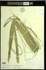 Schoenoplectus subterminalis