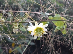 Passiflora biflora