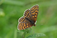 Melitaea aurelia