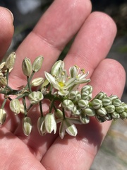 Albuca bracteata