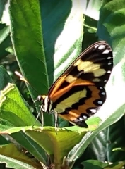 Placidina euryanassa