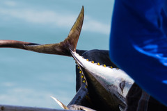 Thunnus albacares
