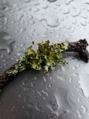 Tuckermanopsis orbata