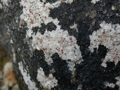Lecanora poliophaea