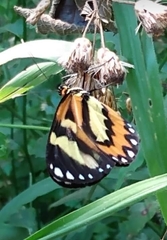 Placidina euryanassa