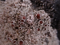 Lecanora poliophaea