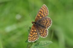 Melitaea aurelia