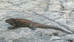 Amblyrhynchus cristatus