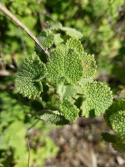 Pseudodictamnus hirsutus