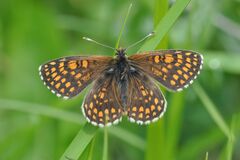 Melitaea aurelia