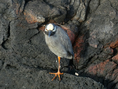 Nyctanassa violacea pauper