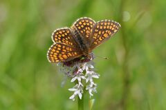 Melitaea aurelia
