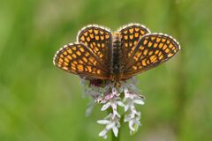 Melitaea aurelia