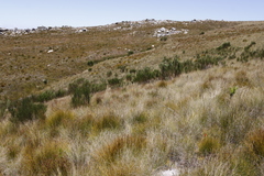 Psoralea usitata