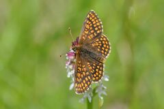 Melitaea aurelia