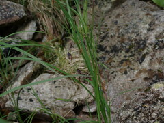 Carex pluriflora