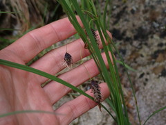 Carex pluriflora