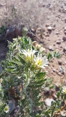 Codon royenii