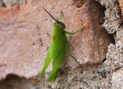 Acrididae
