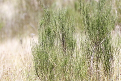 Psoralea usitata