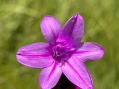 Watsonia densiflora