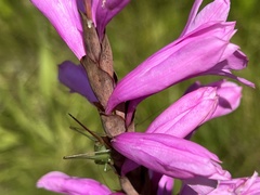 Watsonia densiflora