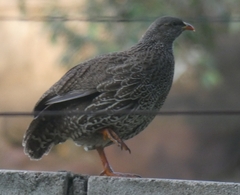 Pternistis natalensis