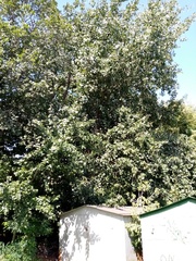 Populus × canescens