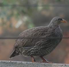 Pternistis natalensis