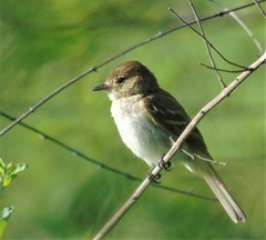 Myiophobus fasciatus