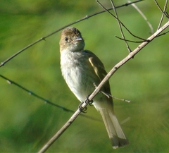 Myiophobus fasciatus