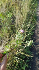 Centaurea trichocephala