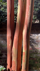 Eucalyptus deglupta