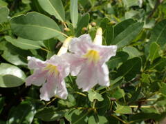 Tabebuia heterophylla